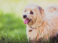 Dogs ‘defecating’ on graves sparks action by Waverley Borough Council