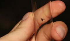 Opinion: Woeful record on Lyme disease shows NHS must heed evidence