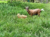 'Local legend' Teddy the goat returns home after second escape