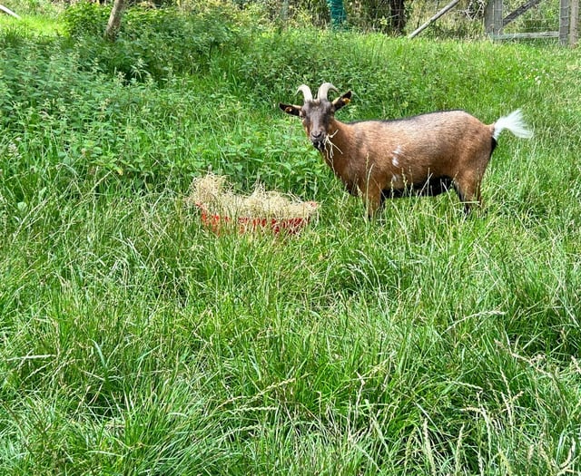 'Local legend' Teddy the goat returns home after second escape
