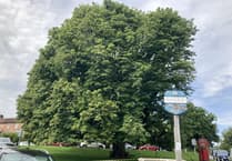Axe may be looming over historic Sheet tree