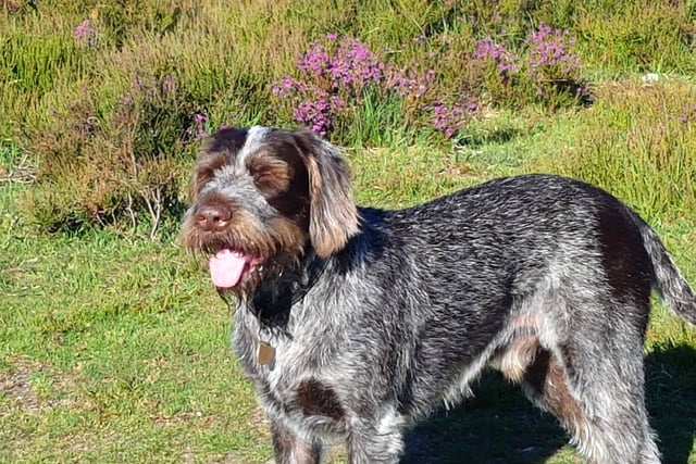 Dog Rufus is rushed to vets after eating a Class B drug