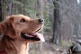 Dog walkers told to keep pets on leads during filming at Bourne Woods