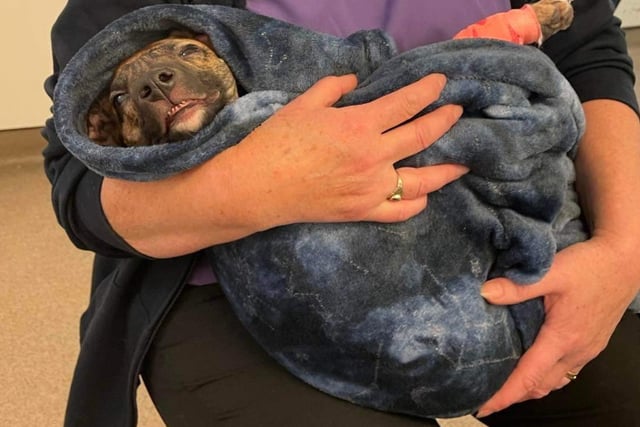 RSPCA reveals ‘heartbreaking’ scale of cruelty to dogs in Surrey