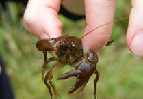 Alresford wine drinkers helping to save lone native crayfish
