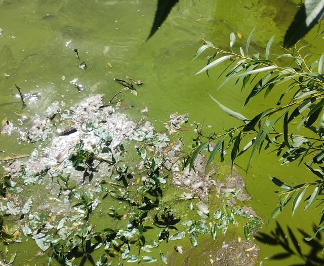Pong at the pond: Algae causing a stink at Petersfield beauty spot