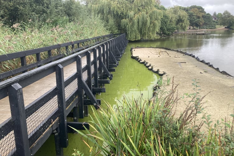 Heath Pond algae