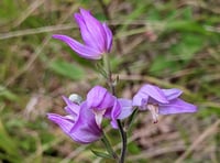 Hampshire County Council gets £98,000 grant to save rare orchids