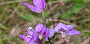 Hampshire County Council gets £98,000 grant to save rare orchids