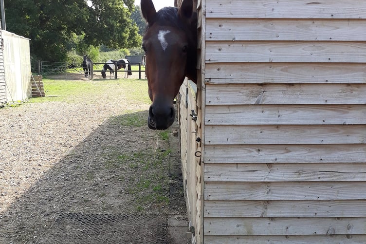 Illegal Privett stable