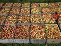 Keep the doctor away with Blackmoor’s annual apple tasting festival