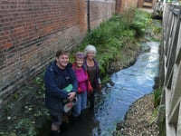 Alton sees fish return to urban section of River Wey