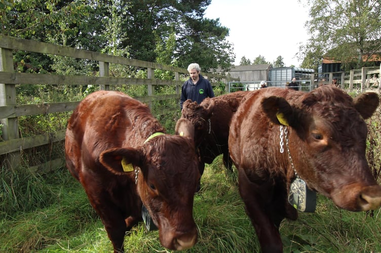 Tice’s Meadow volunteer stock checker Craig Nobbs with the 'Three A'moogos'