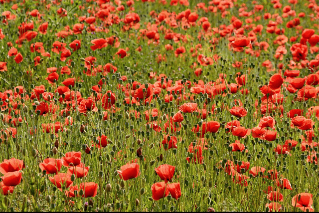 You are invited to a Remembrance Service this Sunday in Haslemere