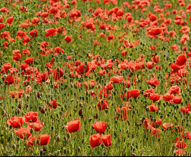 You are invited to a Remembrance Service this Sunday in Haslemere