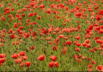 You are invited to a Remembrance Service this Sunday in Haslemere