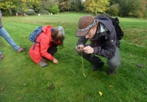 Haslemere Museum celebrates National Moss Day this October