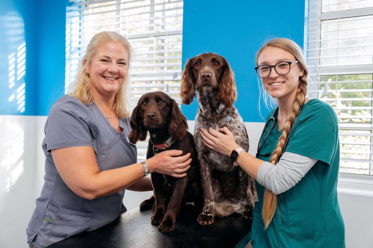 Vets with poisoned dogs