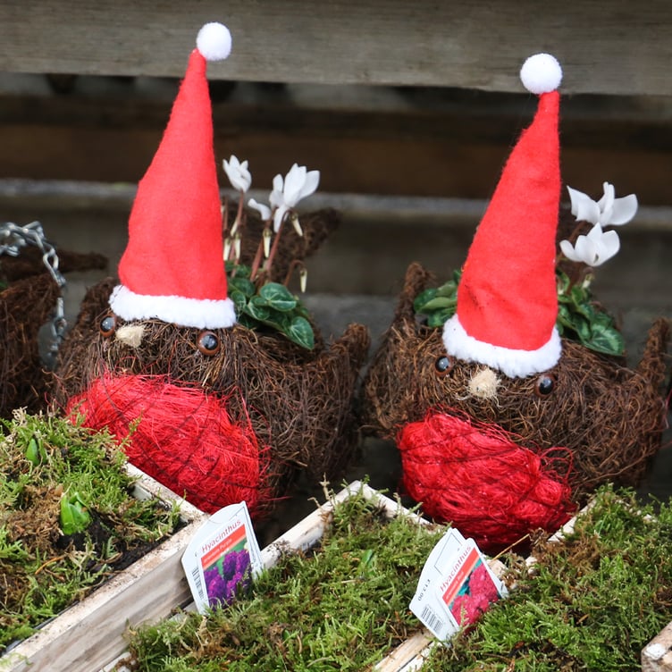 Squire’s has everything you need for Christmas all in one spot – from real Christmas trees to seasonal lights and dazzling decorations – there’s something for everyone...