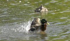 More than 100 water pollution incidents in East Hampshire since 2018