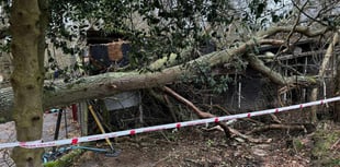Two horses rescued after tree destroys their stable in Liphook