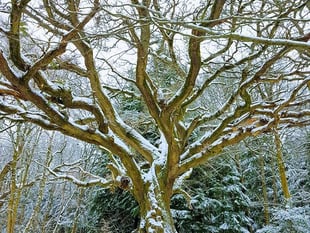 Royal invitation to Bordon: Carols around the King Oak at Deadwater
