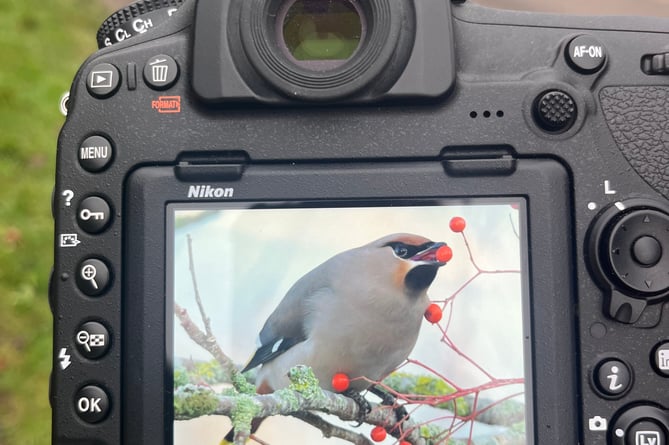 Stunning photographs by Simon Thorn, an experienced birdwatcher, who captured these stills of a waxwing in the early morning of January 4