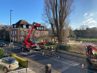 Watch: Work starts to fell one of Farnham's tallest trees