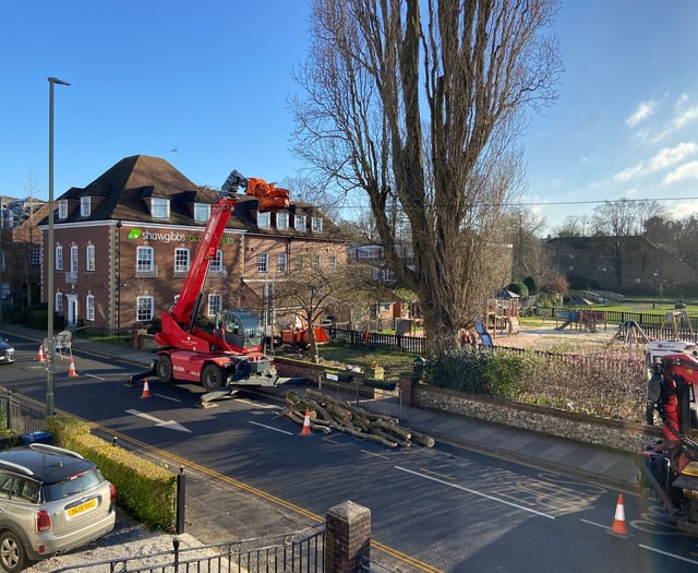 Watch: Work starts to fell one of Farnham's tallest trees