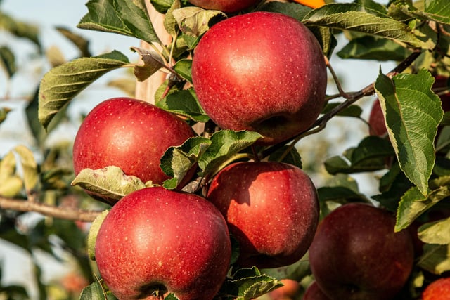 Whitehill & Bordon Community Trust’s tree-mendous offer
