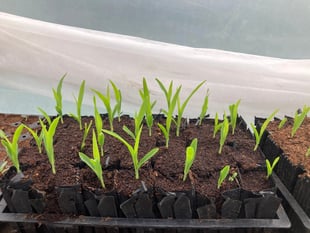 Farnham Community Farm: Now is the right time to start growing seeds
