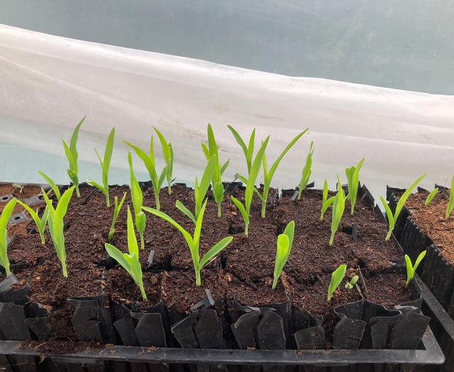 Farnham Community Farm: Now is the right time to start growing seeds