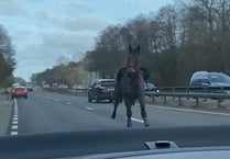 VIDEO: Calls for action on dog walkers after horse bolts onto the A3