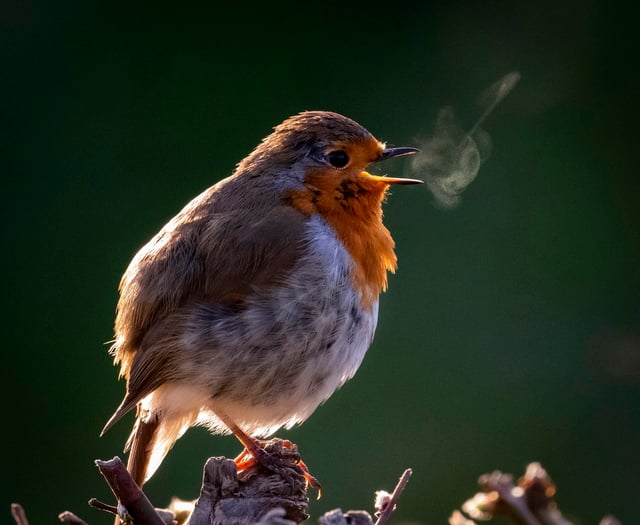 Heath Watch: Where does the Wealden Heaths' wildlife go in the winter?