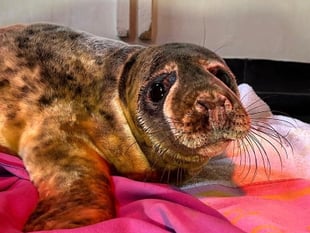 Wildlife hospital in Medstead had 3,615 visitors in 2023
