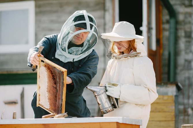 Two beekeepers working in apiary. Working in coverall equipment.
