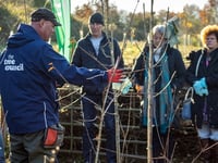 Hedging plants will be given away at Petersfield 'Hedgefest' event