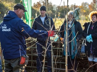 Hedging plants will be given away at Petersfield 'Hedgefest' event
