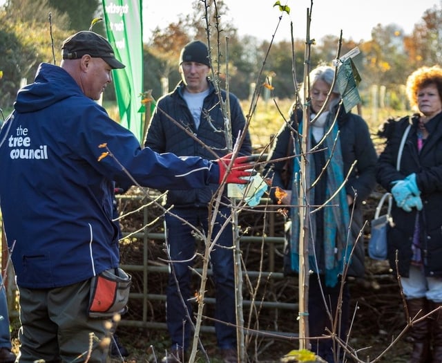 Hedging plants will be given away at Petersfield 'Hedgefest' event