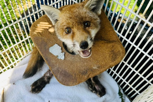 Almost 400 RSPCA reports of animals affected by litter in Hampshire