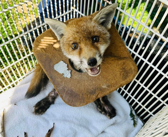 Almost 400 RSPCA reports of animals affected by litter in Hampshire
