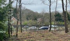 National Trust accused of 'obliterating' wood at beauty spot