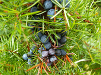 Project to bring back the native juniper tree wins South Downs grant