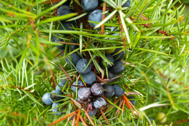 Project to bring back the native juniper tree wins South Downs grant