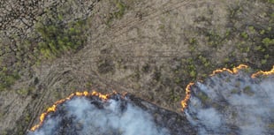Surrey’s woodlands under threat as wildfires rise by 700% this year
