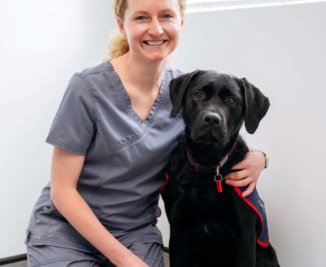 Vet saves trainee hero puppy Warrior after swallowing button battery