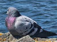 Faith Comment: Taking wing in our faith