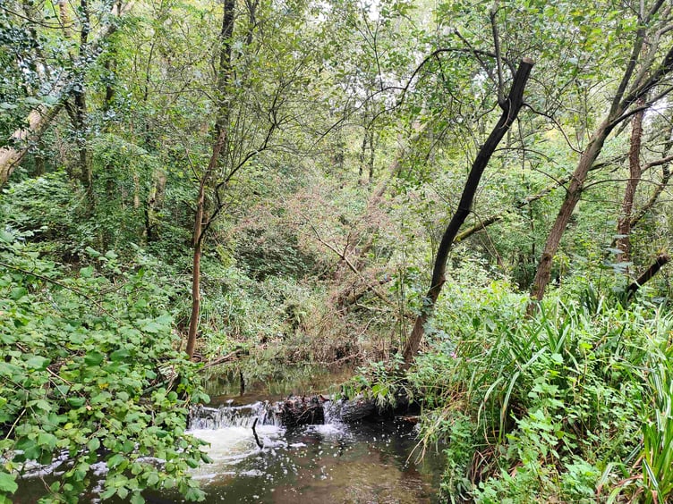 The River Wey near its source in Blackdown