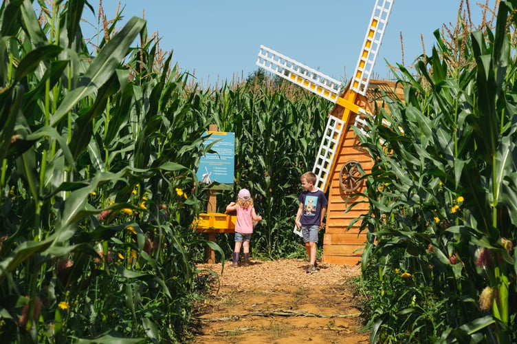 Exploring Cowdray's Maize Maze 2024