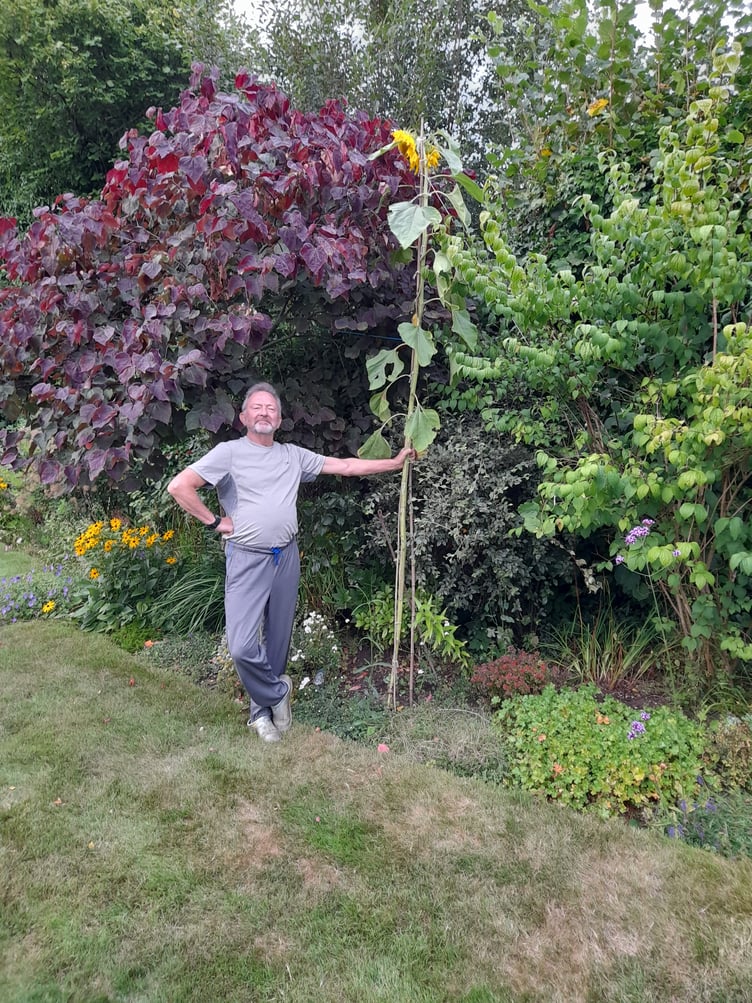 Roger Cooper's shortlisted 3m sunflower